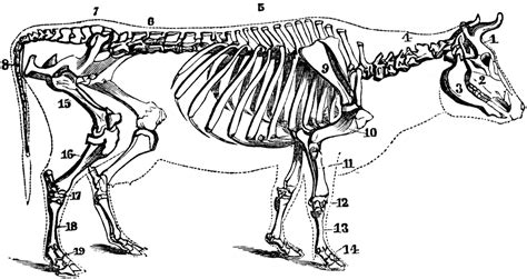 Diagram of cow boneswhich phase of mitosis is showed in the diagram? Free Lower Back Skeleton Diagram, Download Free Clip Art ...