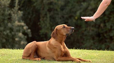 Dog Training Guide Obedience Training Tips To Encourage Good Dog Behavior