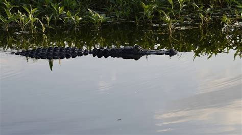 Swimming Alligator Youtube