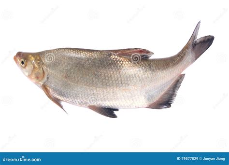 Whole Fresh Fish Stock Image Image Of Whitefish Fish 79577829