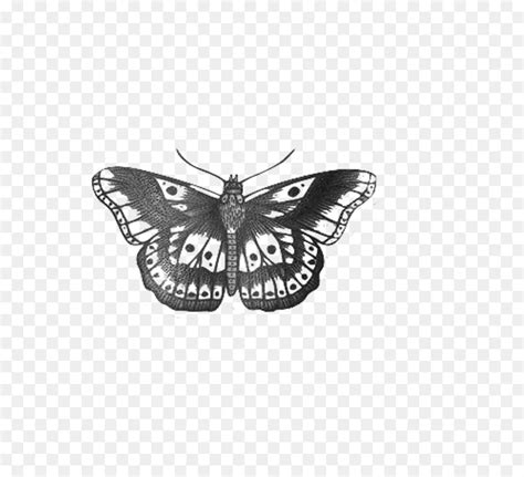 harry styles butterfly tattoo clipart 10 free Cliparts | Download
