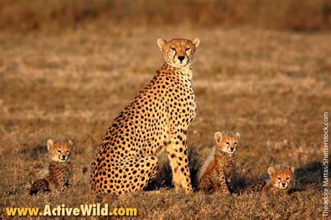 Africa is home to some of the most well known, loved and feared animals in the world! African Animals List, With Pictures, Facts, Information & Worksheet