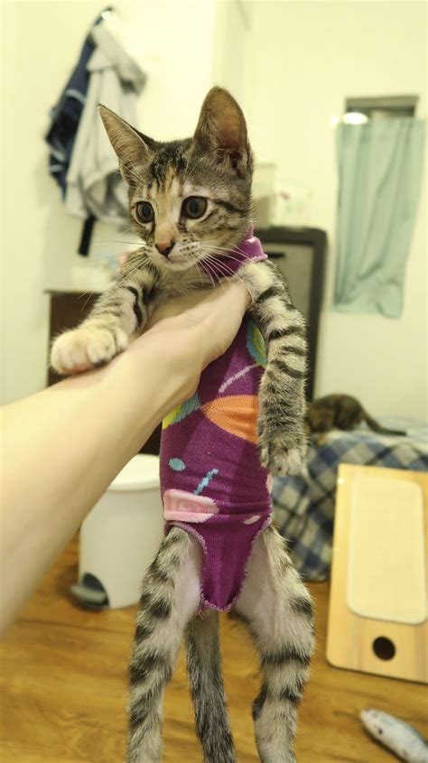 Get a large sock with plenty of stretch. Kitten Sock Onesie - DIY Craft For Your Furbabies After ...