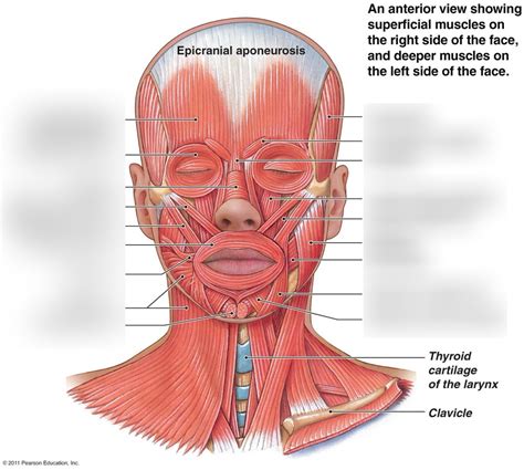 Muscles Of Face Anterior Diagram Quizlet