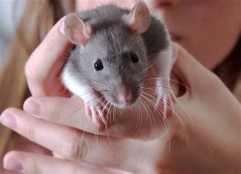 The First Human Case Of Hantavirus Infection In Michigan Receives