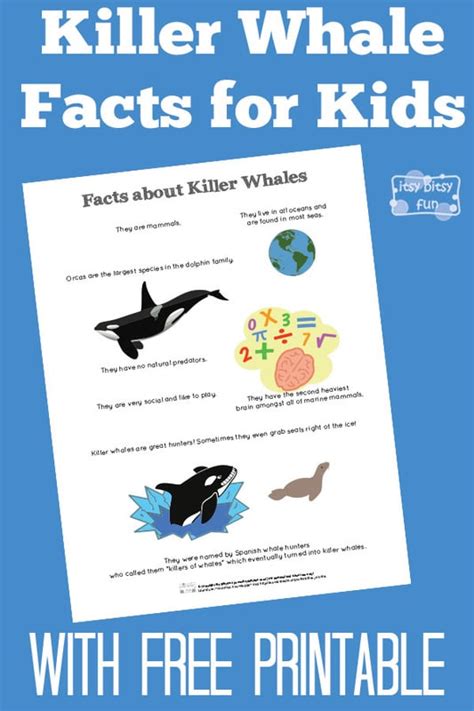 Killer Whale Facts For Kids Itsy Bitsy Fun