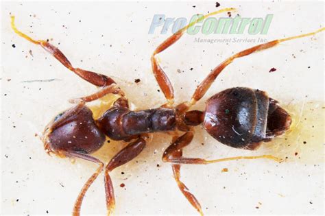 What Are White Footed Ants Fredrick Bryant