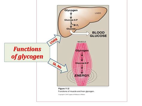 Ppt Energy To Skeletal Muscles Lecture 1 Glycogen Metabolism