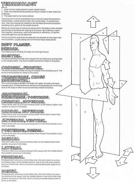 Anatomical Position And Terms Of Direction Worksheet Answers Organicid