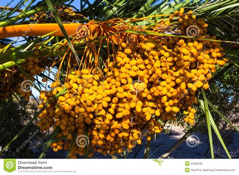 A tall evergreen tree, the lychee bears small fleshy fruits. Large Bunch Of Yellow Palm Date Fruits On Palm Tree Stock ...