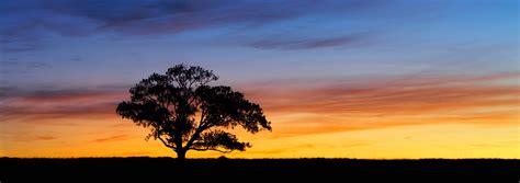 The Sunset Tree Panorama Golden Hours Photos