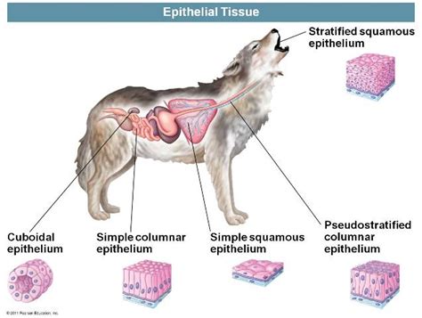 For purposes of discussing oxygen transport by the blood, we will consider blood to be composed of two phases: Quia - 9AP Chapter 40 - Animal Form and Function (basic)