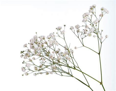 Growing Babys Breath Caring For And Drying Babys Breath Gardening