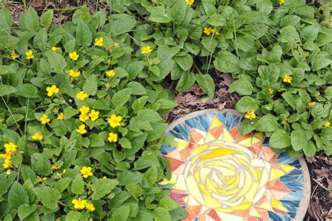 Plant Native Ground Covers And Make America Green Again