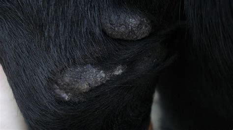 Hyperkeratosis In Dogs Paws And How To Heal It Petsoid