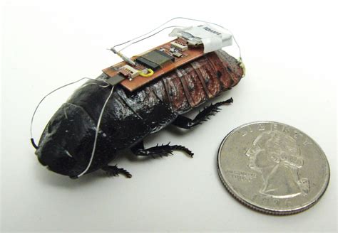 How Cyborg Insects Could Save Lives And Stop Our Enemies Nbc News