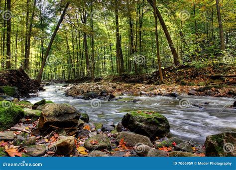 Small Forest River Stock Image Image Of Creek Beautiful 7066959