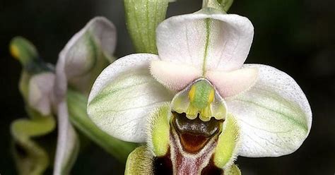 Ophrys Orchid Imgur
