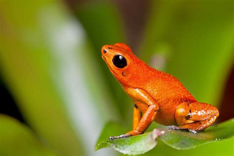 Orange Poison Dart Frog Photograph By Dirk Ercken Fine Art America