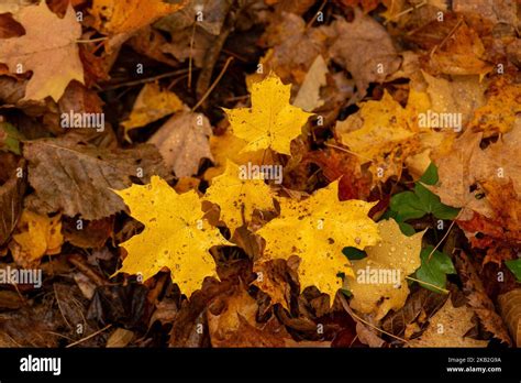Yellow Leaves In Fall Foliage Stock Photo Alamy