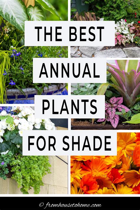 Best Shade Annuals 16 Flowers And Foliage Plants For Shade