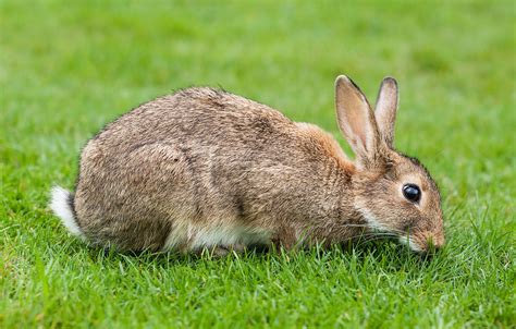 Four in a row is one of our favorite board games. File:European Rabbit, Lake District, UK - August 2011.jpg ...