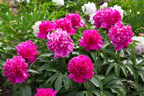 Inbloom Indianas Lush And Lovely State Flower—the Peony Bloom Magazine