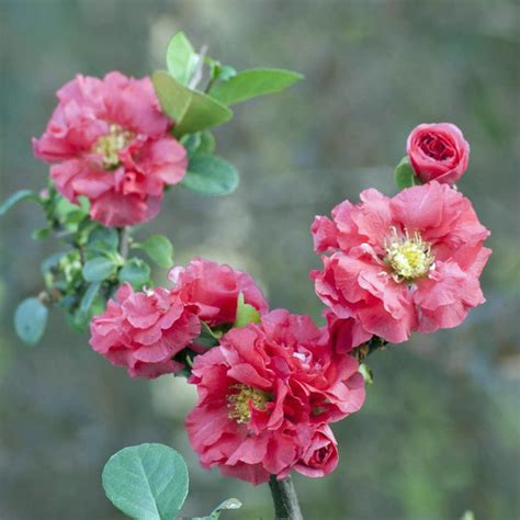 Double Take Pink Storm Chaenomeles Plants For Sale