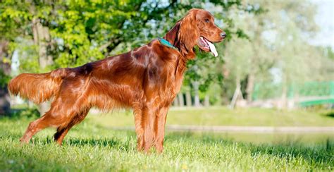 Irish Setter Dog Breed Information - The Ultimate Guide | Breed Advisor