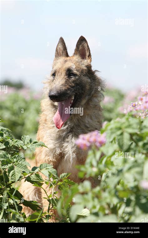 Dog Belgian Shepherd Laekenois Adult Portrait Profile Stock Photo Alamy