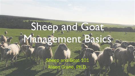 Pdf Sheep And Goat Management Basics Dokumentips