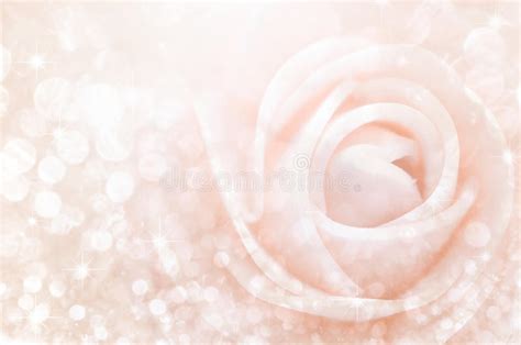 Abstract Sweet Color Roses In Bokeh Texture Soft Blur Stock Image