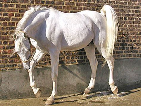 horse breeds  egypt  equinest