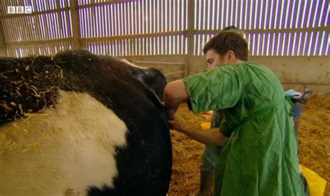 Countryfile Viewers Horrified By Graphic Cow Caesarean Tv And Radio