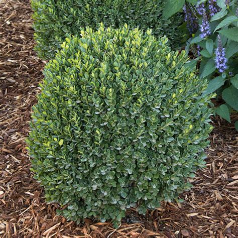 This Dwarf Boxwood Is A Low Maintenance Evergreen Shrub Horticulture