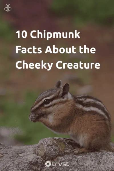 11 Chipmunk Facts About The Cheeky Creature