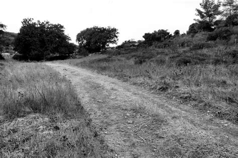 Dirt Road In Black And White Free Stock Photo Public Domain Pictures