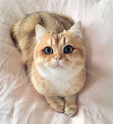 Is This The Cutest Cat In The World Or Maybe One Of These 38 Cute Cats
