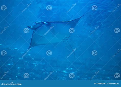 Manta Ray In Aquarium At Seaworld In International Drive 3 Editorial