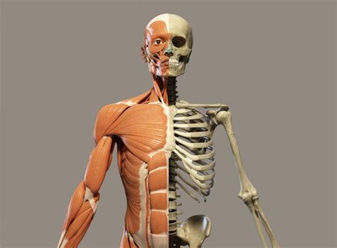 Find out how the musculoskeletal system functions — and. Britons clueless about which bones make up human body, claims study | The Independent | The ...