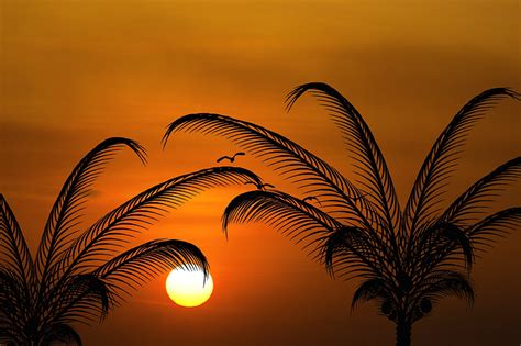 Sun Evening Palm Trees · Free Photo On Pixabay