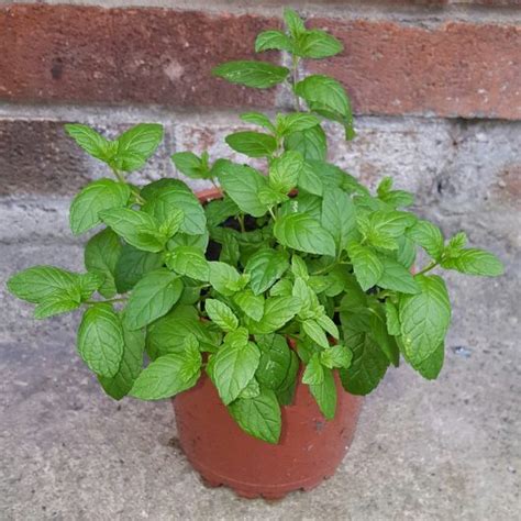 The Best Way To Grow Mint Plants In Containers The Good Gardener