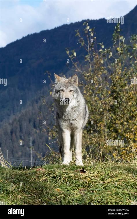 Captive Gray Wolf Standing On A Hill Alaska Wildlife Conservation