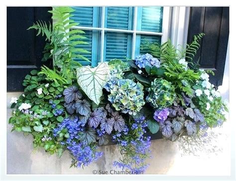 For a classic look, large square wooden boxes look spectacular filled with flowering shrubs, or big italian terracotta pots always make a statement. Shade Window Boxes Best Ideas About Box Flowers On Summer ...