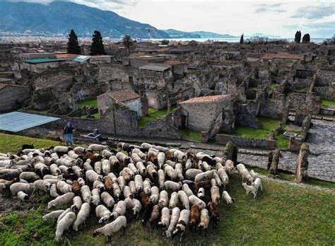 保護龐貝古城遺跡 150隻綿羊這樣辦到的 國際大社會 國際 世界新聞網