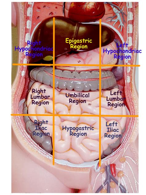 Abdominopelvic Regions And Quadrants Medical Anatomy