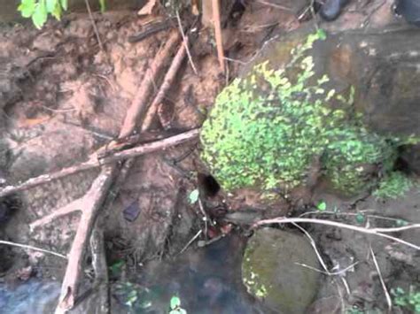Check spelling or type a new query. WATER POCKET TRAP SET FOR COON, MUSKRAT, MINK - YouTube