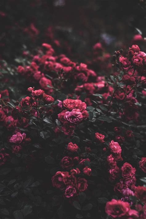 Red Aesthetic Roses Wallpaper Download Mobcup