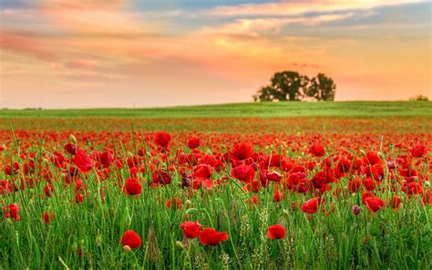 Poppy Fields At Sunset Wallpapers Wallpaper Cave