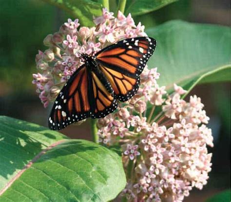 Monarch butterflies can be found in many habitats: Five of our Favorite Rain Garden Perennials - Landscape ...